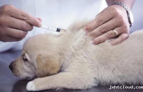 狗狗