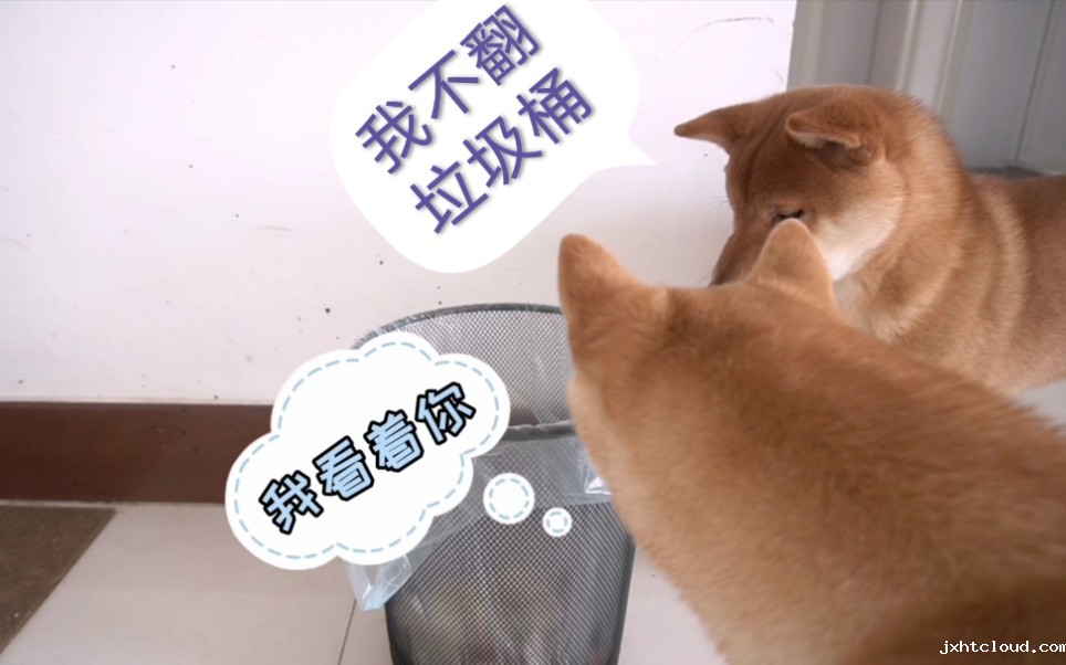 华兴宠物