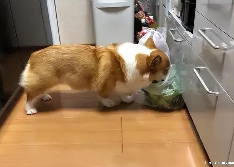 华兴宠物
