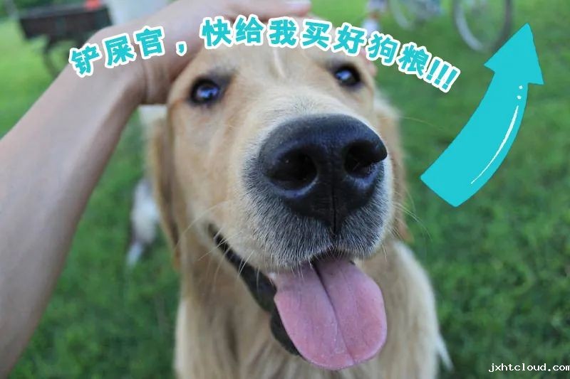 华兴宠物
