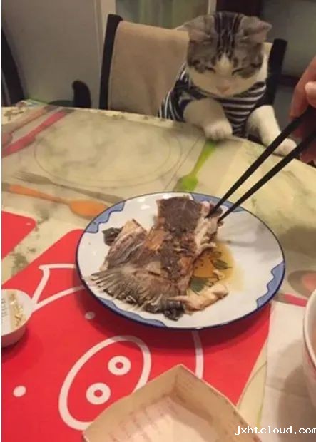 华兴宠物