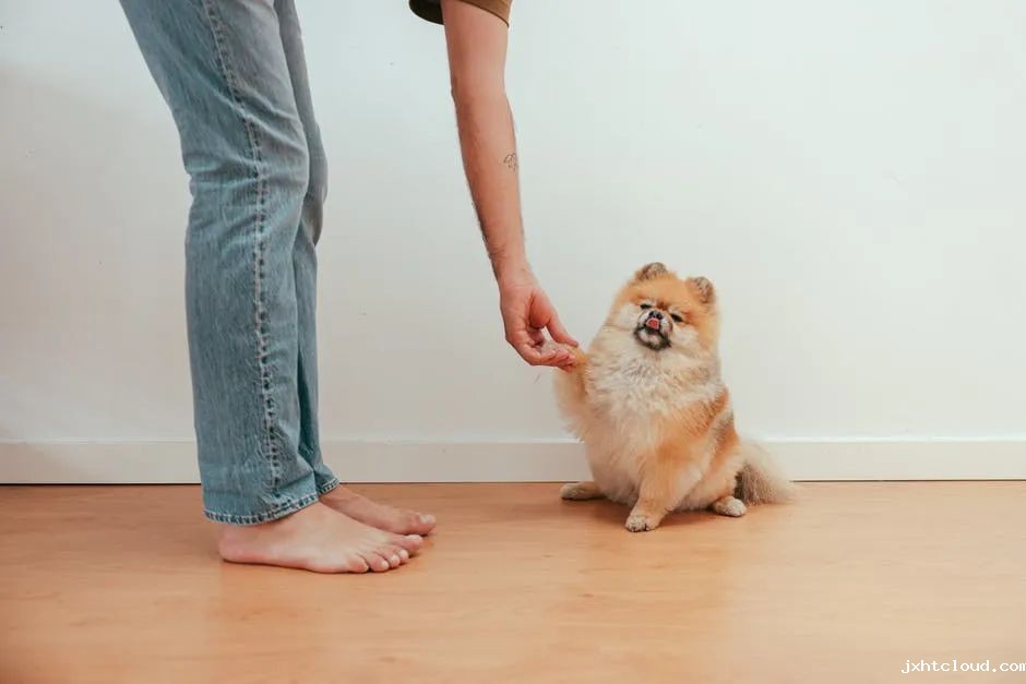 华兴宠物