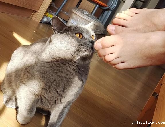 华兴宠物